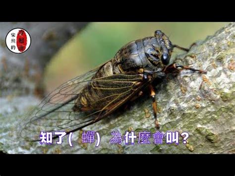 蟬晚上會叫嗎|[進階班]20120623蟬的生態觀察–陳振祥老師